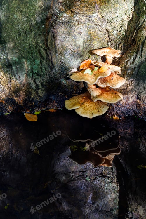 Preview: Mushrooms growing in wild forest
