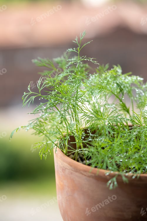 Preview: Organic herbs growing at home. Fresh green dill growing in clay pot on balcony. Grow seedlings