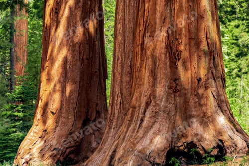 Preview: Giant Sequoias