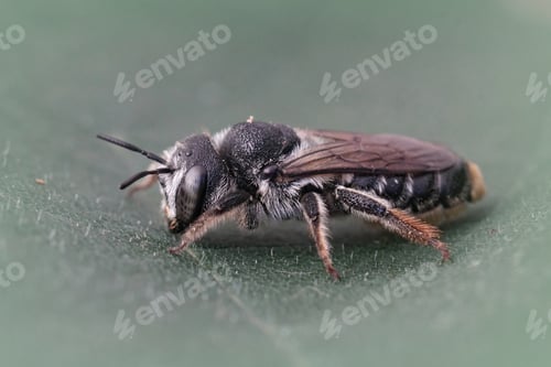 Preview: Closeup on a female Wood boring bee, Lithurgus chrysurus sitting on green leaf in the Gard, France