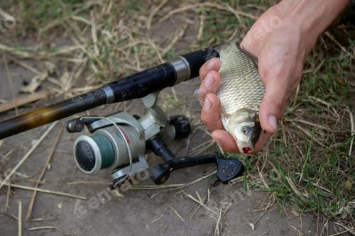 Preview: Fishing. Fish on a hook. Selective focus