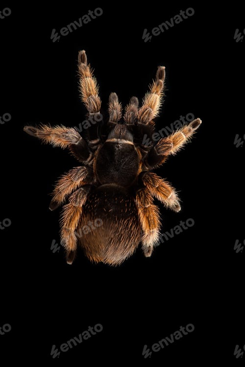 Preview: Birdeating Spider top view isolated on black background