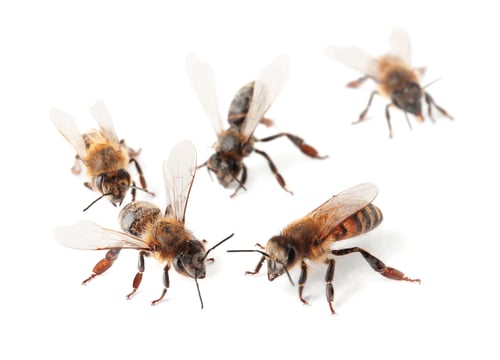 Preview: Beautiful honeybees on white background. Domesticated insects