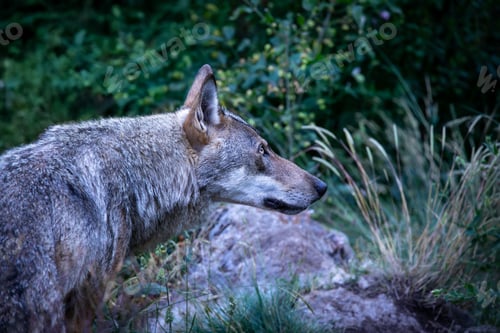 Preview: Canis lupus italicus (subspecies of the gray wolf, Canis lupus).