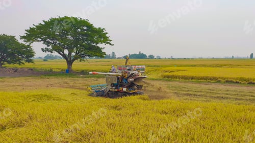 Preview: Fresh paddy rice, green agricultural field in countryside or rural area in Asia. Nature landscape.