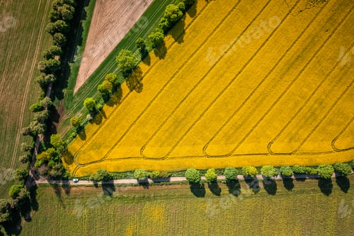Preview: Blooming field of rapeseed in Poland countryside.