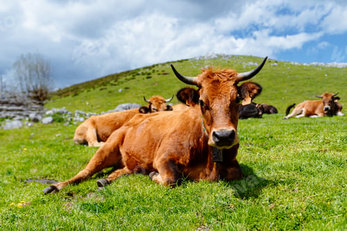 Preview: brown cow on the mountain