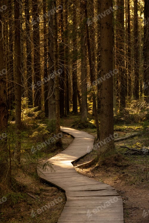 Preview: Ecological footpath in national park through old coniferous spruce forest . Dark forest at sunset
