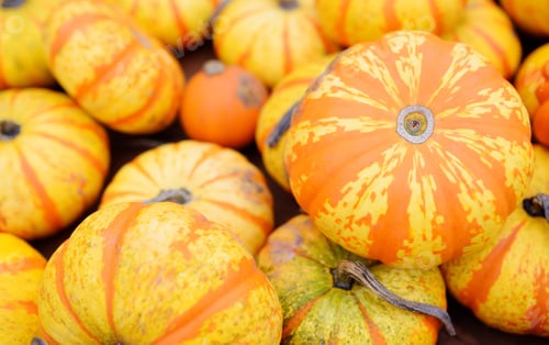 Preview: Fresh healthy bio pumpkins lying on the ground on farmer agricultural market at autumn.