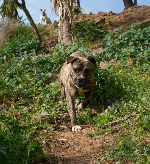 Preview: Cute, powerful Cimarron Uruguayo (Perro cimarron uruguayo) dog running in nature
