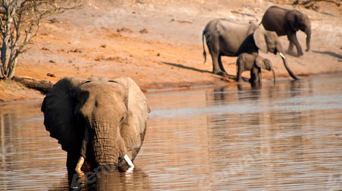 Preview: Elephant, Chobe National Park, Botswana