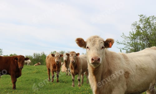 Preview: Group of Charolais cattle in the field