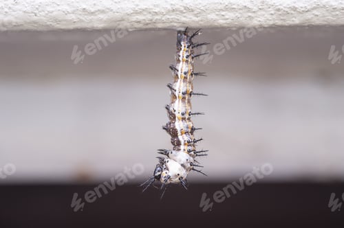 Preview: Closeup of a white worm with black horns against a blurry background