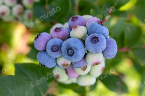 Preview: Blueberry farm with bunch of ripe fruits on tree during harvest season in Izmir, Turkey.
