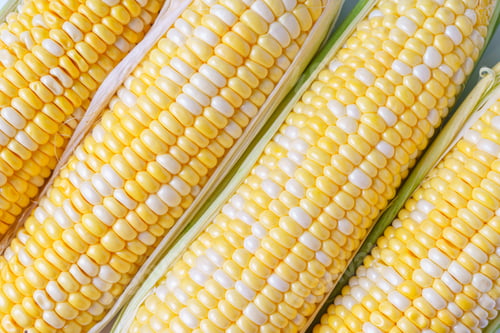 Preview: Fresh Yellow Sweet Corn Background, Corncob With Yellow And White Grains Close Up.