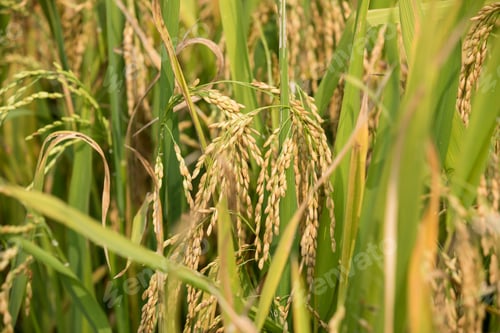 Preview: Rice grain growing in autumn field