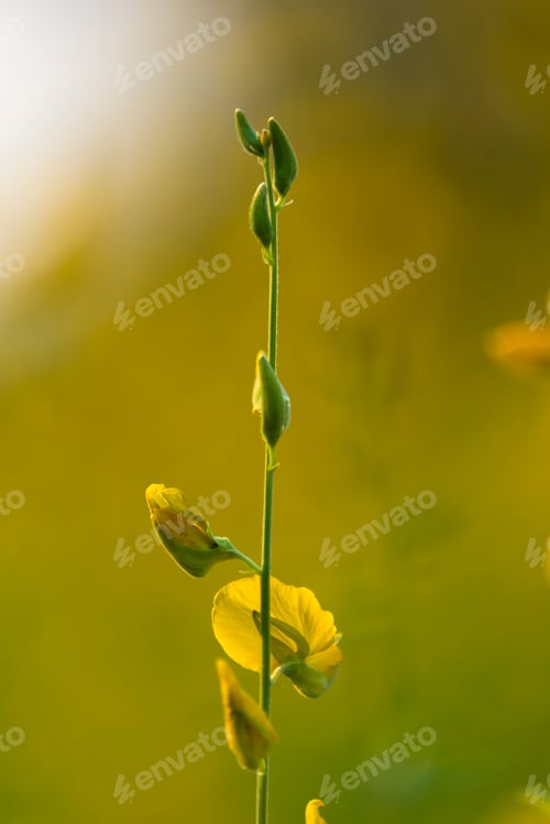 Preview: yellow flower background