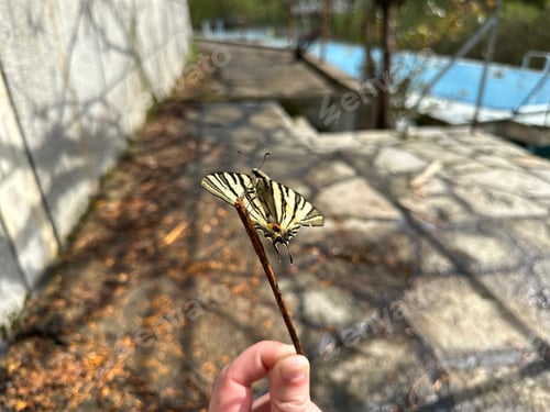 Preview: Holding a stick with a butterfly