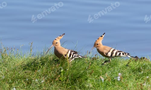 Preview: Eurasian hoopoe. The young bird follows its parent and begs for food, which the adult bird finds