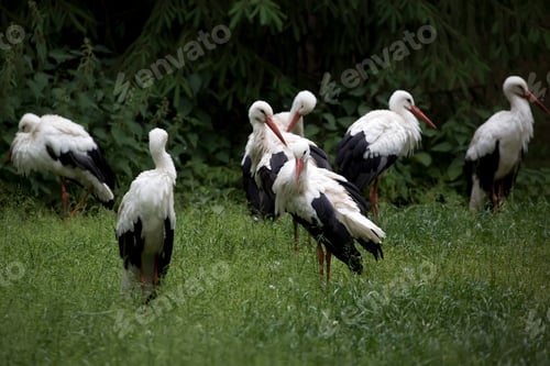 Preview: White storks in a clearing