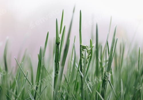 Preview: close up of blades of green grass good for wallpapers or background room for copy or print