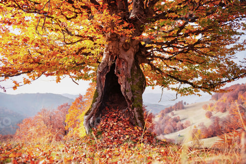 Preview: Majestic old beech tree with yellow and orange folliage