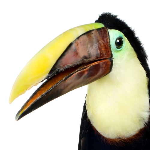 Preview: Swainson's Toucan