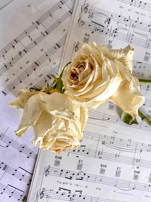 Preview: Music sheets with white roses