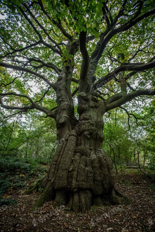Preview: Ancient oak tree on Hampstead Heath
