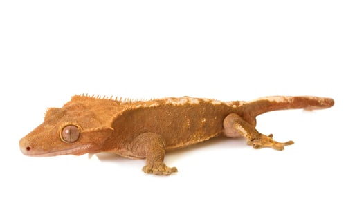 Preview: Crested gecko in studio