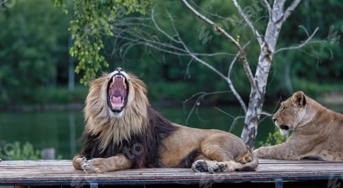 Preview: roaring lion on top of car
