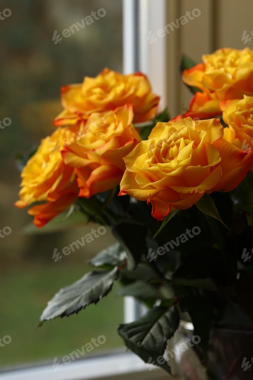 Preview: beautiful bouquet of orange roses with delicate petals on the window