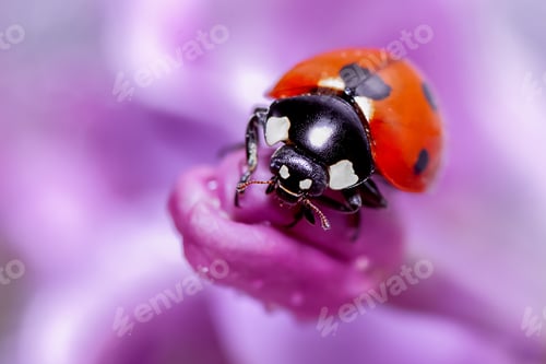 Preview: Ladybug sitting on a lilac flower. Close-up, selective focus.