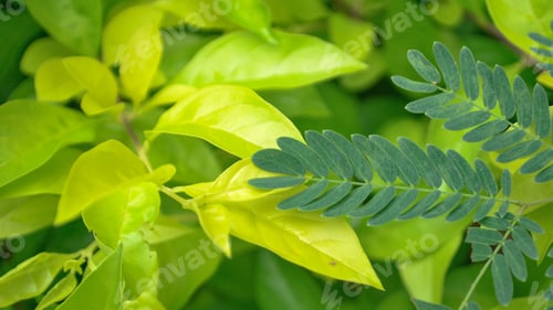 Vista previa: Light and dark leaves background....