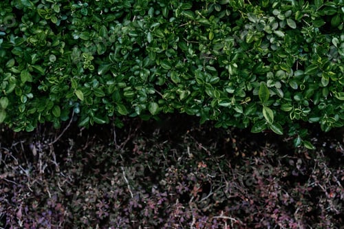Preview: Natural background of green leaves in the park.