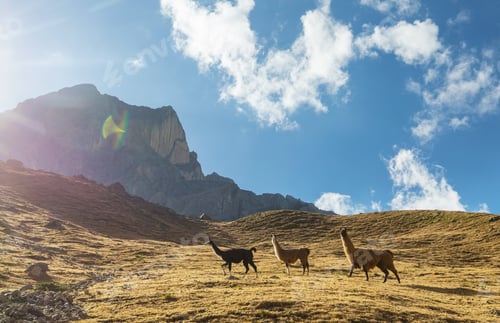 Preview: Llama