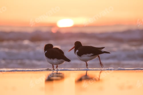 Preview: Birds in the wild. Birds on the beach during sunset. Reflections on the water.