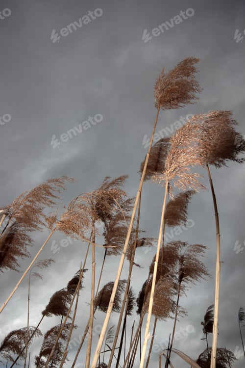 Preview: Dramatic sky and reeds