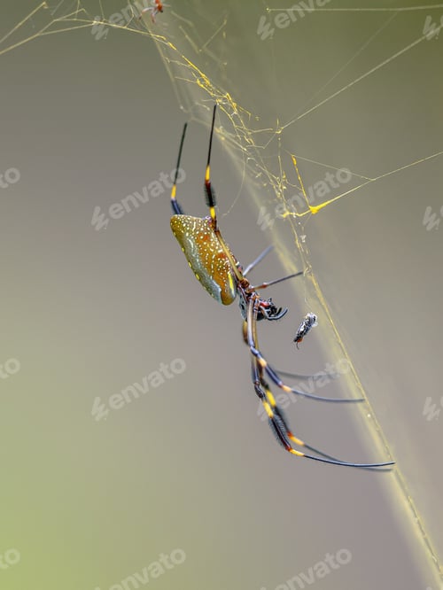Preview: Golden silk orb weaver spider in web with insect prey