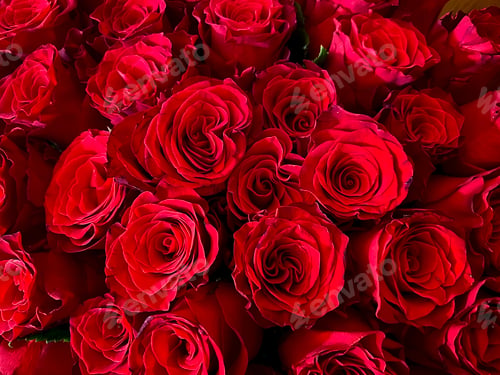 Preview: background of scarlet roses close-up, rose buds