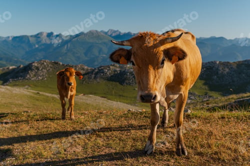 Preview: Livestock in freedom