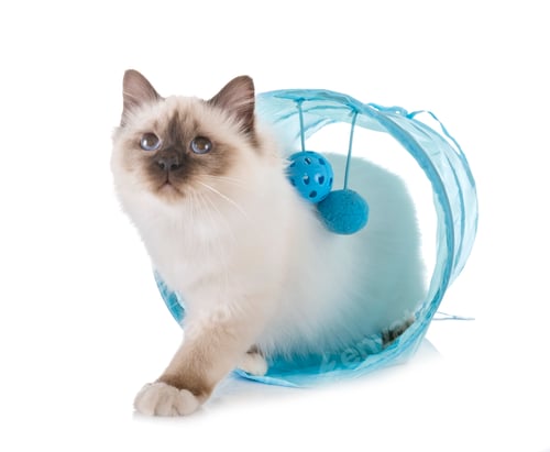 Preview: birman kitten in studio