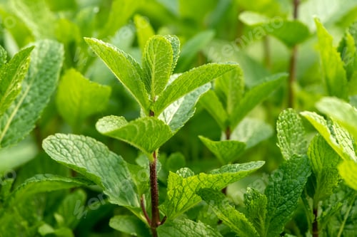 Preview: Mint plant grow at vegetable garden