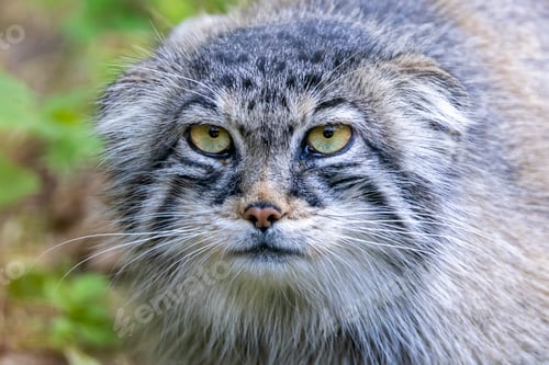 Preview: The Pallas's cat (Otocolobus manul), also known as the manul