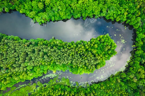 Preview: Aerial view of green forest and river in summer.