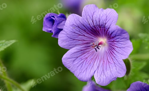 Preview: Blue Geranium