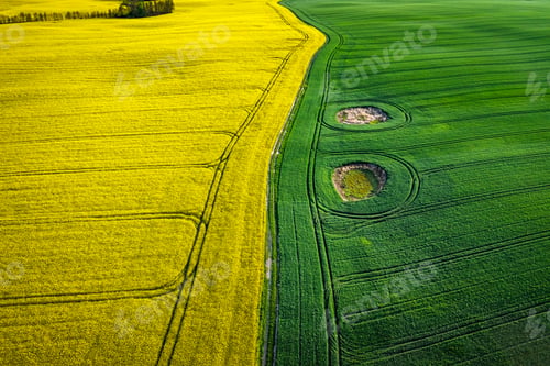 Preview: Green and yellow field in countryside at sunrise.