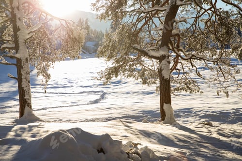 Preview: winter mountain landscape in the Alps with snow covered fir trees