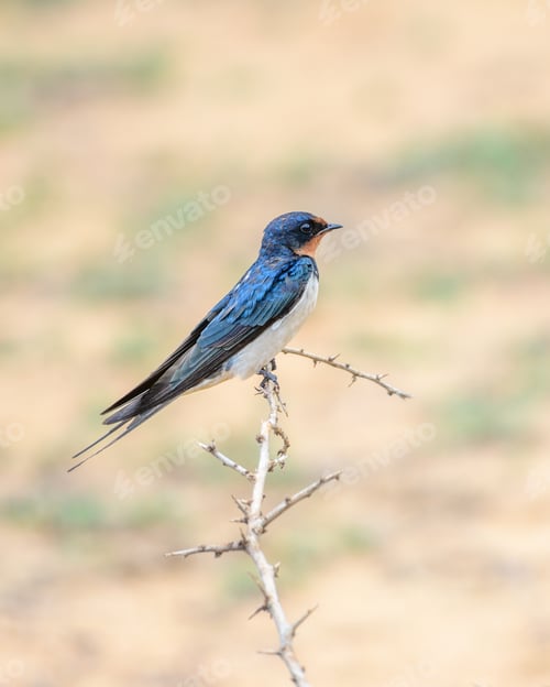 Preview: A barn swallow bird perched on a dry thorny branch at Yala National Park, Sri Lanka.