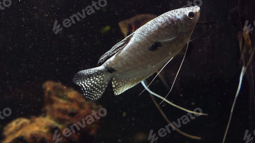 Preview: Angle fish in aquarium. Beautiful aquarium still life with swimming cherry barb fishes. Tropical